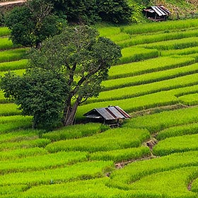Montagnes et rizières de Nan 