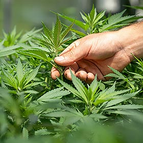 Réglementation sur l’usage et la possession de cannabis en fleurs 