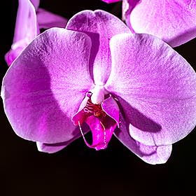Orchidées de Thaïlande, un voyage au cœur du raffinement tropical