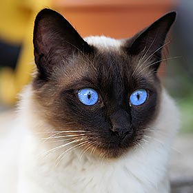 Le chat siamois, l’élégance thaïlandaise à pas feutrés